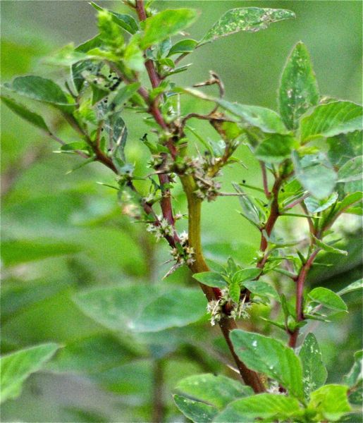 Economic Importance Of Spiny Amaranth at Mae Shepley blog